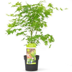 Aanbieding Acer palmatum Going Green - Japanse Esdoorn - P15