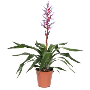 Aanbieding Aechmea 'Blue Rain' (Bromelia) P 12 cm