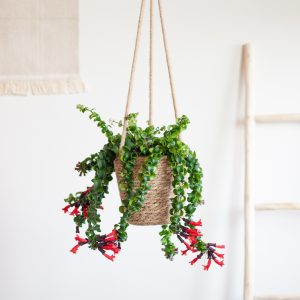 Aanbieding Aeschynanthus Lobbianus Twister - Lipstickplant - P15