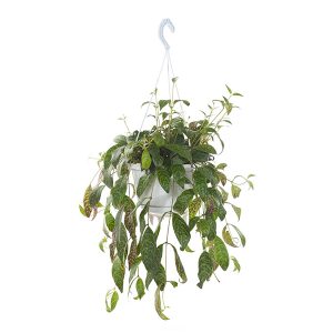 Aanbieding Aeschynanthus Marmoratus - P17