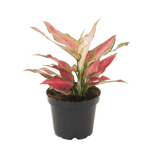Aanbieding Aglaonema Hybrid red - P 12 cm