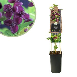 Aanbieding Akebia Quinata - Schijnaugurk - P15