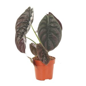 Aanbieding Alocasia Red Secret (cuprea) - P 12 cm