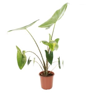Aanbieding Alocasia Zebrina Variegated (bont)