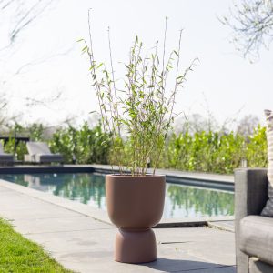 Aanbieding Bamboe Fargesia - P22