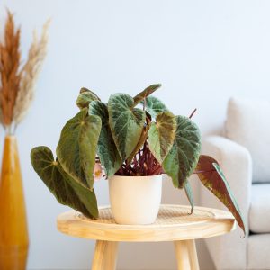 Aanbieding Begonia Burkillii - P12