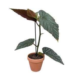 Aanbieding Begonia Corallina - Angel Wing - P12