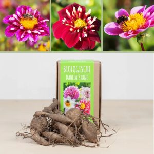 Aanbieding Biologische Dahlia knollen (2 stuks - Roze)