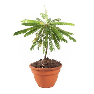 Aanbieding Biophytum sensitivum (minipalm) - P 9 cm