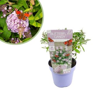 Aanbieding Buddleja Davidii Butterfly Candy Lila Sweetheart - Vlinderstruik - P19