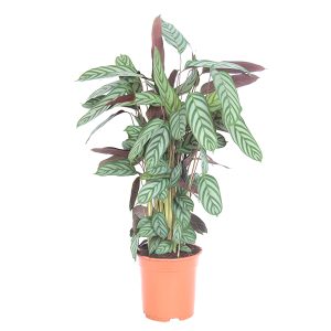Aanbieding Calathea Compactstar (Ctenanthe) - P21