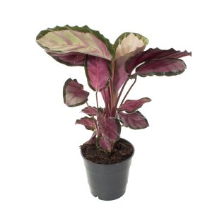 Aanbieding Calathea Roseopicta Rosy - P14