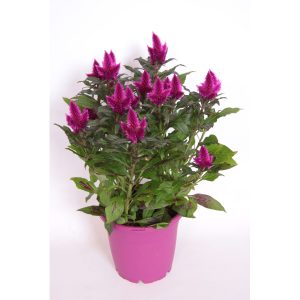 Aanbieding Celosia Caracas P 12 cm