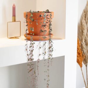 Aanbieding Ceropegia Woodii - Chinees Lantaarnplantje - P14