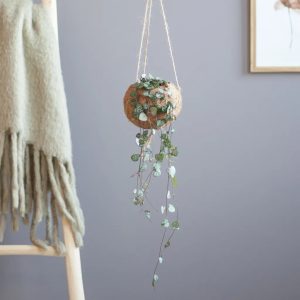 Aanbieding Ceropegia Woodii Kokodama