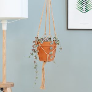 Aanbieding Ceropegia Woodii Variegata - P15