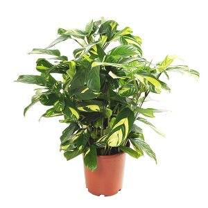 Aanbieding Ctenanthe Lubbersiana (Calathea Golden Mosaic) - P 21 cm