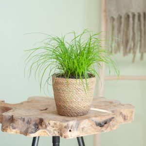 Aanbieding Cyperus Zumula - Kattengras - P12