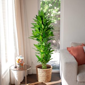 Aanbieding Dracaena Fragrans Janet Lind (straight) - P30