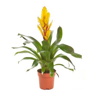 Aanbieding Fakkelbromelia (Vriesea Intenso Geel) P 12 cm