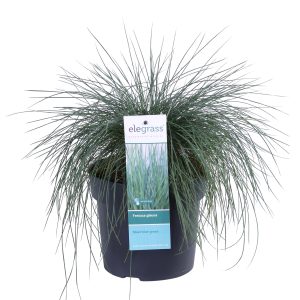 Aanbieding Festuca glauca Azura Blue - Blauw Schapengras - P19