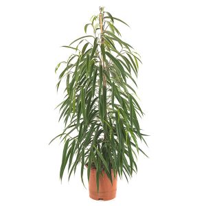 Aanbieding Ficus Alii (binnendijkii) - P 21 cm