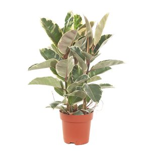 Aanbieding Ficus Elastica Tineke (Bonte Rubberboom) - P 24