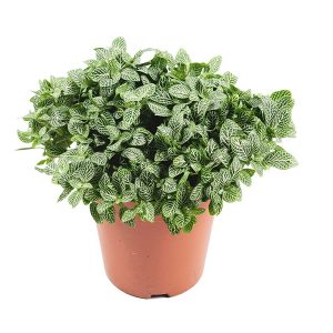Aanbieding Fittonia Verschaffeltii (mozaiekplant) - P 15 cm