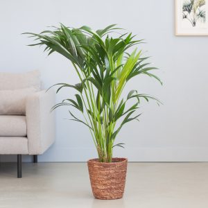 Aanbieding Howea Forsteriana - Kentiapalm P19