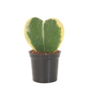 Aanbieding Hoya Kerrii Variegata (Hartjesplant) - P 6 cm