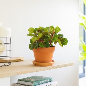 Aanbieding Iresine herbstii (biefstukplant) - P12