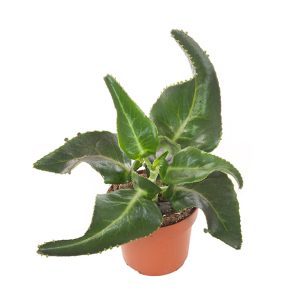 Aanbieding Kalanchoe Daigremontiana (Mother of thousands) - P 14 cm