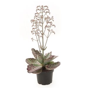 Aanbieding Kalanchoe Humilis - P 11 cm