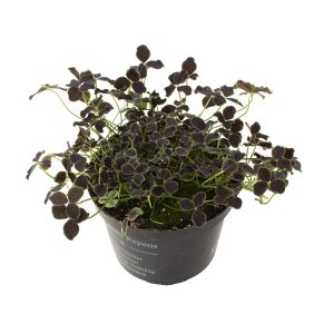 Aanbieding Klaver plantje zwart (Trifolium Repens Pentaphyllum) - P 10 cm