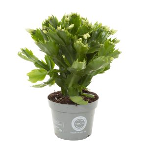 Aanbieding Lidcactus wit (Schlumbergera) - P 12 cm