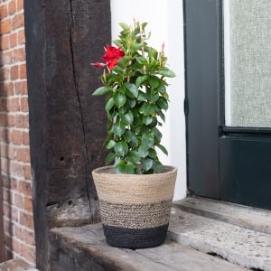 Aanbieding Mandevilla Sundaville - Dipladenia - Rood - P17