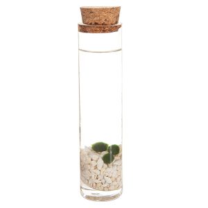 Aanbieding Marimo Mosballen