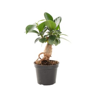 Aanbieding Mini Ficus Ginseng (Microcarpa) - P 6 cm