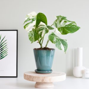 Aanbieding Monstera Borsigiana Variegata - P15