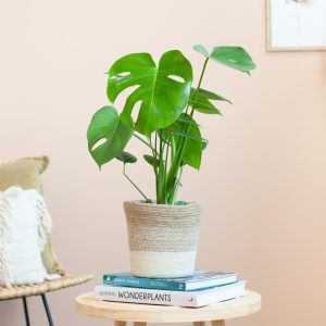 Aanbieding Monstera Deliciosa - P17
