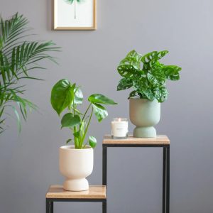 Aanbieding Monstera Duo - P12
