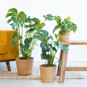 Aanbieding Monstera Plantenbox (3 stuks)