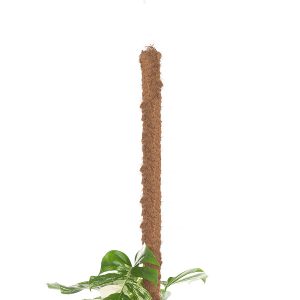Aanbieding Mosstok voor planten (120 cm)