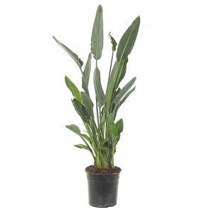 Aanbieding Paradijsvogelbloem - Strelitzia Reginae - P24