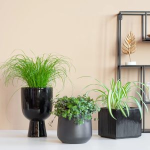 Aanbieding Pet Candy Trio - 3 stuks