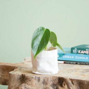 Aanbieding Philodendron Esmeraldense - P5