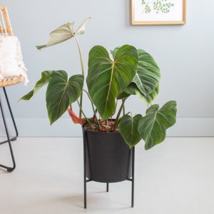 Aanbieding Philodendron Gloriosum - P24