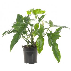 Aanbieding Philodendron Golden Dragon - P 19 cm