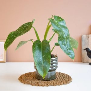 Aanbieding Philodendron - Jose Bueno - P15
