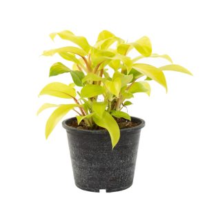 Aanbieding Philodendron Lemon Lime - P 15 cm